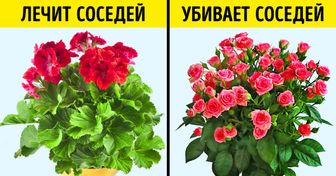 Странные и эффективные способы оживить цветы, о которых знают только флористы