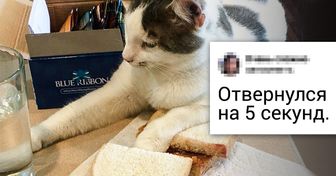 16 наглых мордашек, которые не слышали о хороших манерах