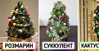 12 растений, которые легко подвинут привычную елку с места главного новогоднего символа в доме