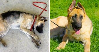 13 фотографий собак до и после их встречи с по-настоящему добрыми людьми