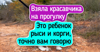 20 хвостатых, которые с легкостью выиграли бы шоу «Топ-модель по-кошачьи»