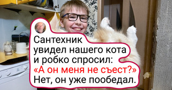 20+ живых примеров того, что хорошего кота должно быть много