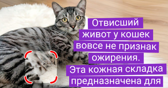 18 свеженьких фактов про животных, от которых и обалдеть недолго