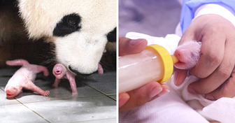 Одна из трех панд, живущих в Южной Корее, родила близнецов и привлекла внимание всего мира. Только взгляните на этих милах