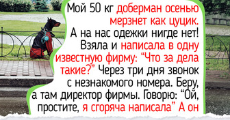 8 пород собак: кому осенью пригодится свитер, а кому обычно хватает собственной шерсти
