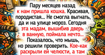 15+ зимних историй, которые поймет каждый, кто имел дело с котиками