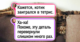 20+ забавных фото, глядя на которые начинаешь верить, что кошки — это жидкость