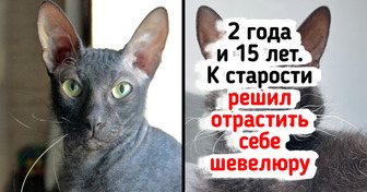 20+ человек поделились фото своих питомцев в детстве и сейчас, и это ну просто милота