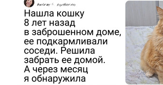 20 больших котов-добряков, глядя на которых понимаешь, что счастья много не бывает