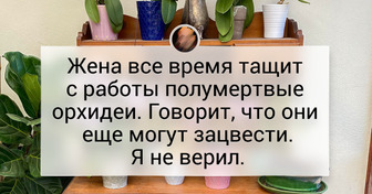 20+ любителей растений, чье сердце навсегда отдано цветущим орхидеям