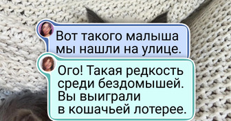 20+ котиков, которых хочется прямо сейчас попросить объяснить свою маленькость