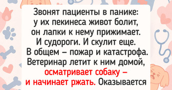 16 историй про питомцев, которые способны устроить настоящий спектакль прямо на столе у ветеринара
