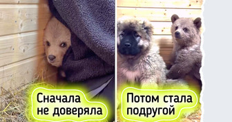 Как спасенная медведица Дынька нашла утешение в дружбе со щенком Арбузиком
