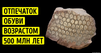 Кто оставил этот странный отпечаток 500 миллионов лет назад?