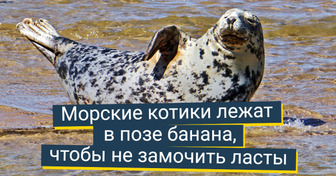 20+ фактов, после прочтения которых вы полюбите животных еще сильнее