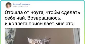 20+ животных, которые забыли, как полагается вести себя добропорядочному зверю