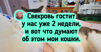 20+ котов, которые ведут себя так, будто квартира давно оформлена на них