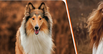 Как выглядели бы 11 пород собак, если бы они внезапно стали людьми