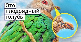 15 диковинных созданий, которым самое место на страницах романов Лавкрафта