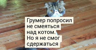 20 людей, которым еще долго придется просить прощения у своих питомцев за ужасные стрижки