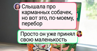 17 питомцев, которые нашли свое место в доме. А хозяева не устают потешаться