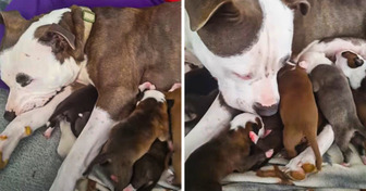 Волонтер забрала беременную собаку домой. За это собачка отплатила ей самым дорогим