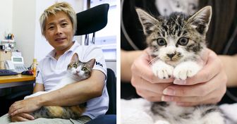 Японская компания держит кошек-помощников, чтобы уменьшить стресс на работе. И это просто мечта