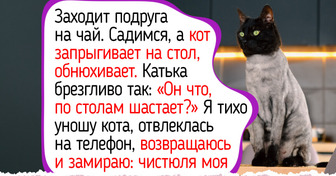 6 привычек котов и собак, из-за которых хозяева спорят годами: кровать, стол и прогулки