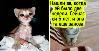 20+ кошек, которые будто сами выбрали себе хозяев и теперь живут лучшую жизнь