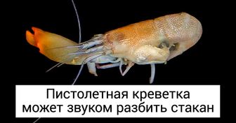 16 странных животных, которых природа создавала в игривом настроении