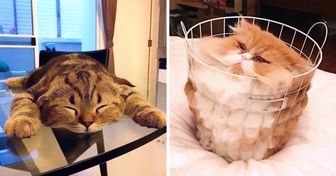 20+ фотографий, которые лишний раз подтверждают, что котики — это жидкость
