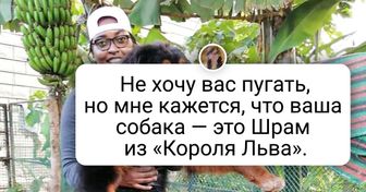 20+ человек, которые до сих пор в шоке от того, как из миленького щенка получился такой гигант