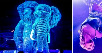 5 мировых цирков, которые отказались от выступлений с животными, но нашли чем удивить зрителей