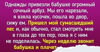 12 историй о том, что в доме с питомцами правила устанавливают питомцы