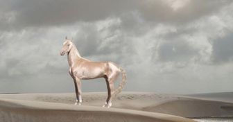 15 лошадей, от красоты которых перехватывает дыхание