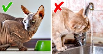11 признаков плохого самочувствия кошки, на которые обычно не обращают внимания