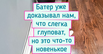 16 фото котов, которые, кажется, сломались и забыли, как быть котами