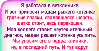 Котенка принесли на усыпление, но судьба дала ему еще один шанс