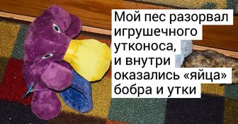 20 доказательств того, что жизнь подбрасывает нам сюрпризы буквально на каждом шагу