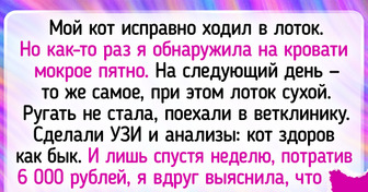 17 курьезных историй о питомцах, с которыми их хозяевам скучать не приходится