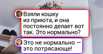 20+ пушистиков, чьи мордочки легко могут конкурировать с мемами