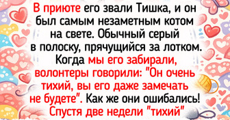 16 животных, которых любовь изменила до неузнаваемости