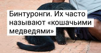 16 животных, которые созданы природой, чтобы ошеломлять