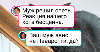 20+ артистичных котиков, которых хоть сейчас бери на главную роль в Голливуд