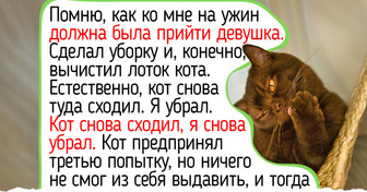 10 добрых пород кошек, которые не станут включать режим «тыгыдык» в три часа ночи