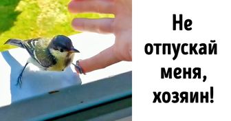 16 животных, выходки которых закончились совсем не так, как предполагалось