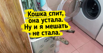 От пальмы до тренажера: 20 питомцев, которые уверены, что в этом доме правила устанавливают они
