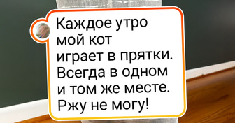 20+ пушистых, которые знают толк в комфорте, даже если это странный выбор