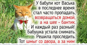 17 фото и историй о деревенских котах, у которых под присмотром и огород, и курятник, и хозяйка