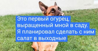 20+ животных, которых хлебом не корми, дай людям напакостить